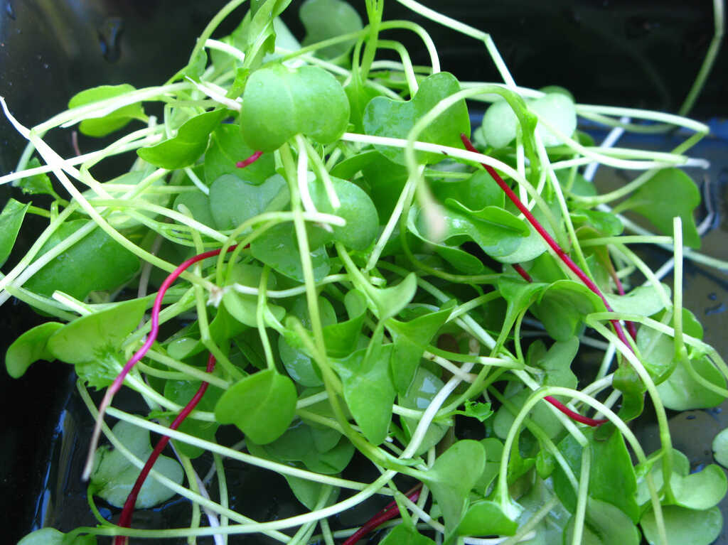 Chef's Mix - Arugula, Kale, Leek, Pea