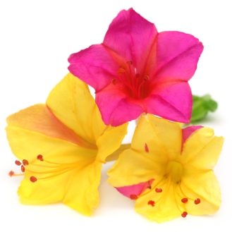 Four O'Clock Marvel of Peru Mixture