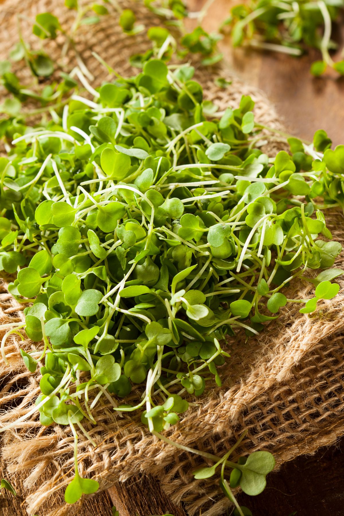 Zesty Mix - Arugula, Broccoli, Kale, & Leek