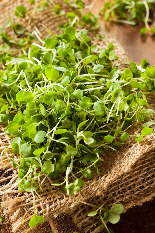 Zesty Mix - Arugula, Broccoli, Kale, & Leek