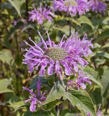 Bergamot - Wild