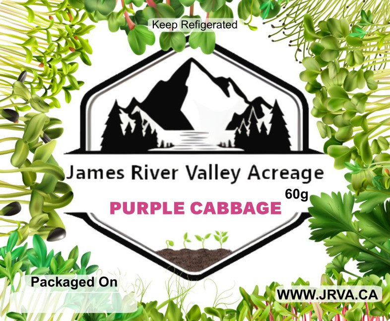 Purple Cabbage Microgreens