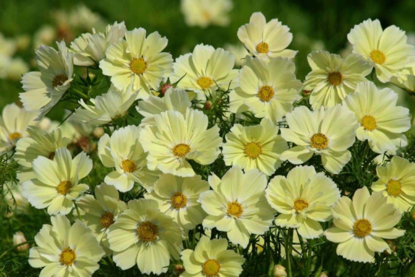 Cosmos Xanthos Soft Yellow