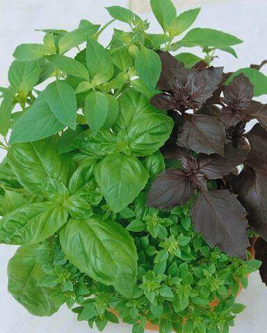 Culinary Blend Organic Basil