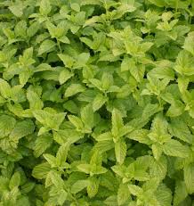 Lemon Balm Melissa Officinalis