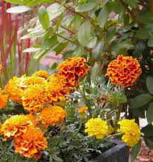 Marigold Brocade