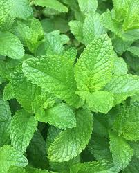Mint Spearmint