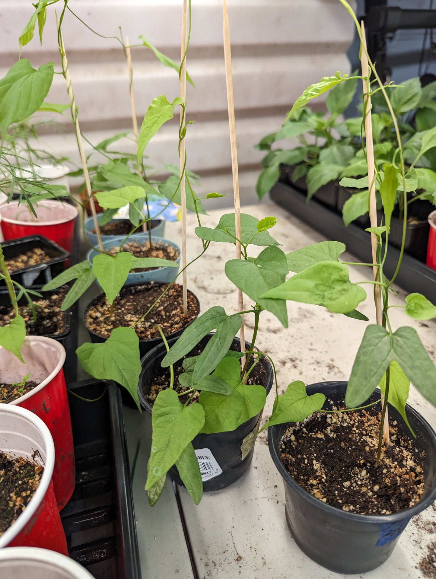 The Everything garden starter pack