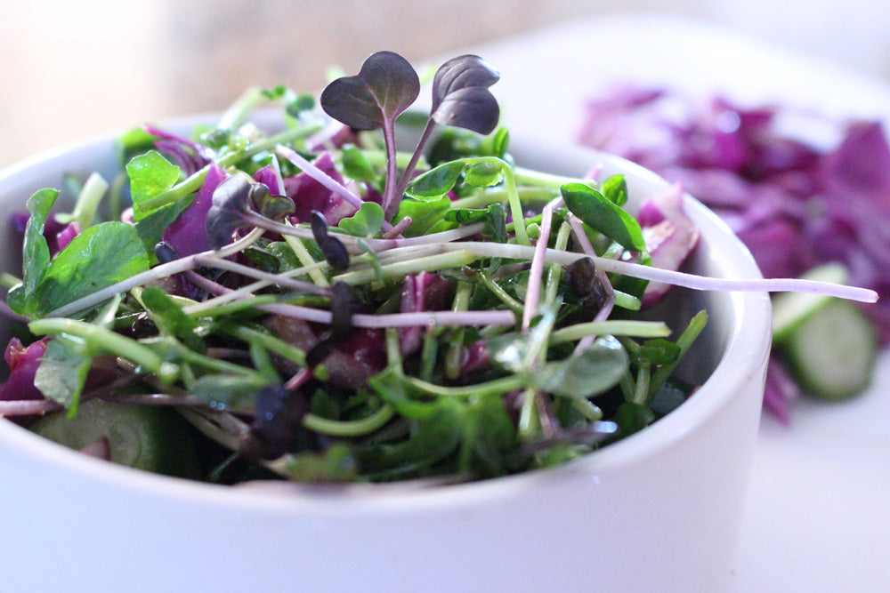 Spicy Mix - Arugula, Radish & Broccoli