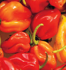 Pepper Red Harbanero