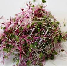 Savory Mix - Kale, Cabbage, Leek & Radish