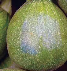 Squash Zucchini Ronde De Nice