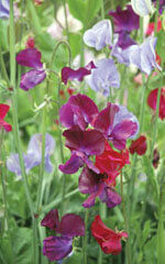 Sweet Pea Bijou Mixed