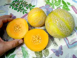 Cantaloupe Minnesota Midget