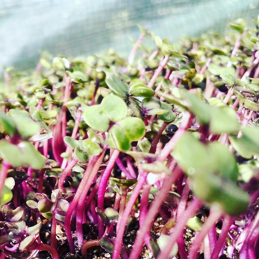 Red Kale