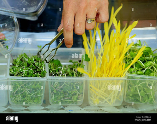 Garden Mix - Pea, Sunflower, Cabbage, & Popcorn
