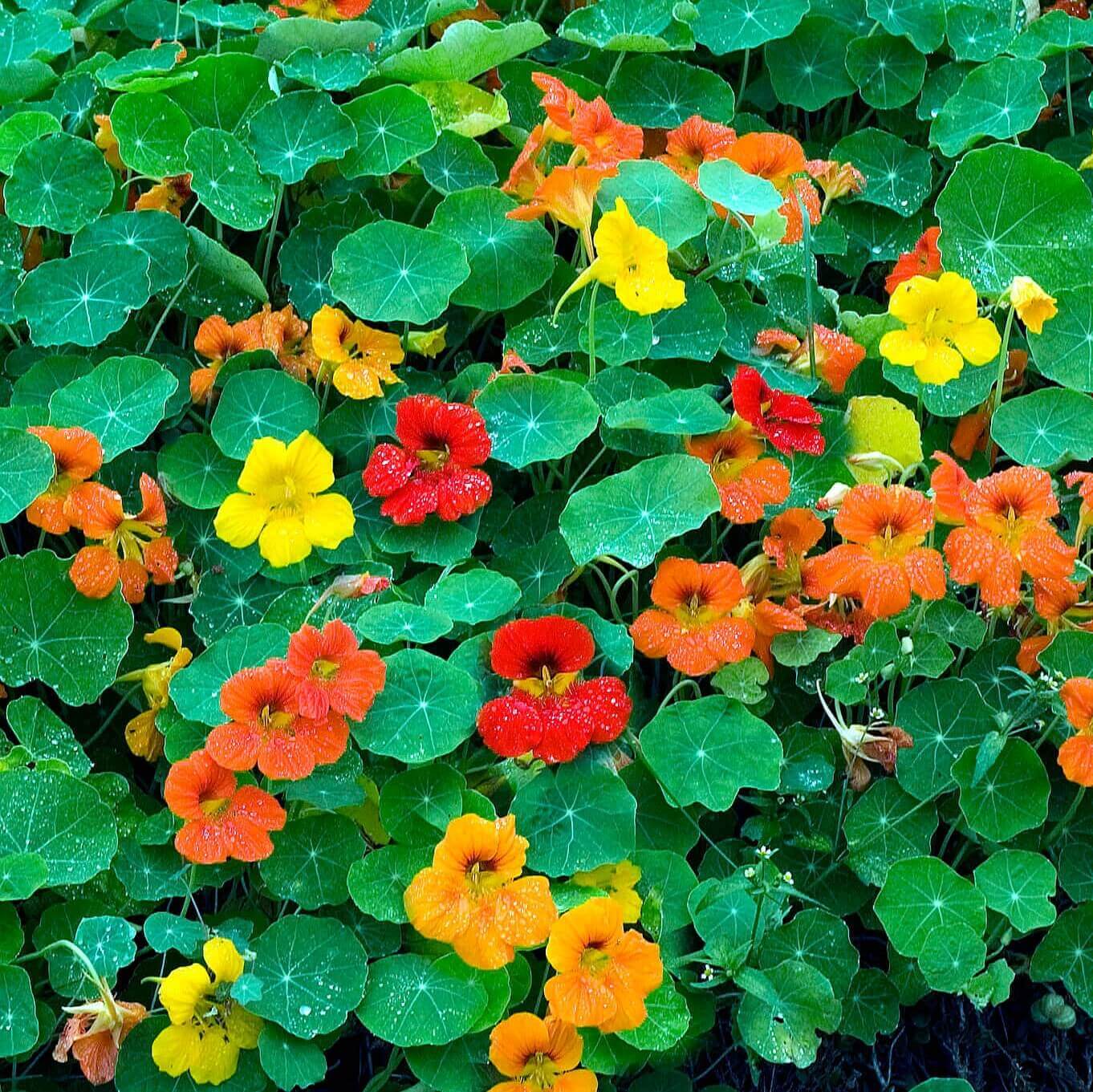 Nasturtiums Phoenix