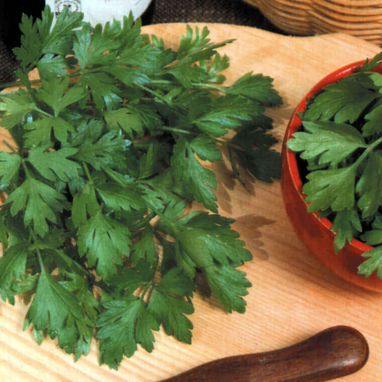 Italian Plain Leaved Organic Parsley