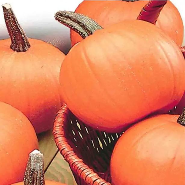 Pumpkin - Small Sugar Pumpkin