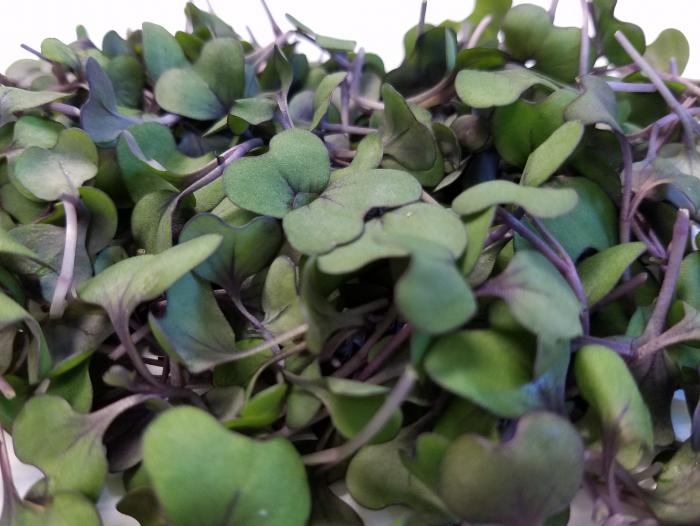 Purple Cabbage Microgreens