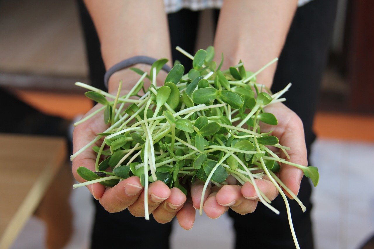 Mild Mix - Kale, Pea, & Sunflower