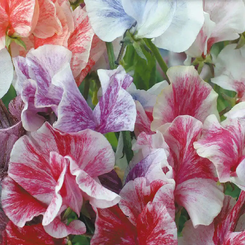 Sweet Pea - Sweet Pea - Streamers Mix