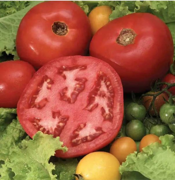 Tomato - Beefsteak Tomato