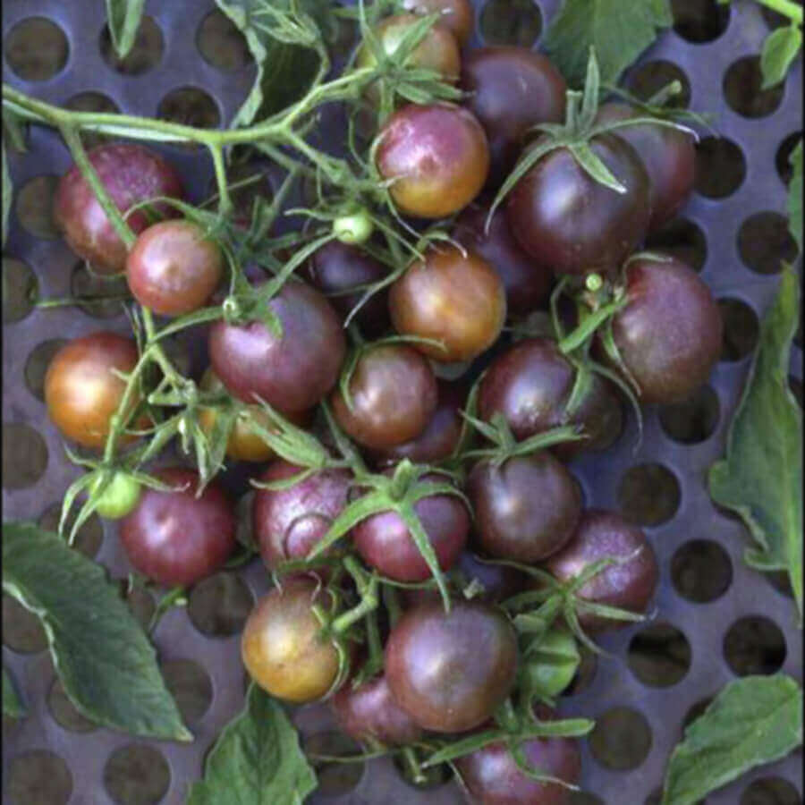 Black Cherry Tomato