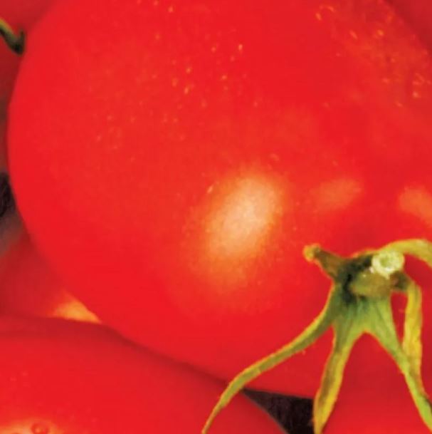 Tomato - Roma Tomato