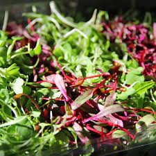 Brassica Mix - Broccoli, Cabbage, Kale, Radish