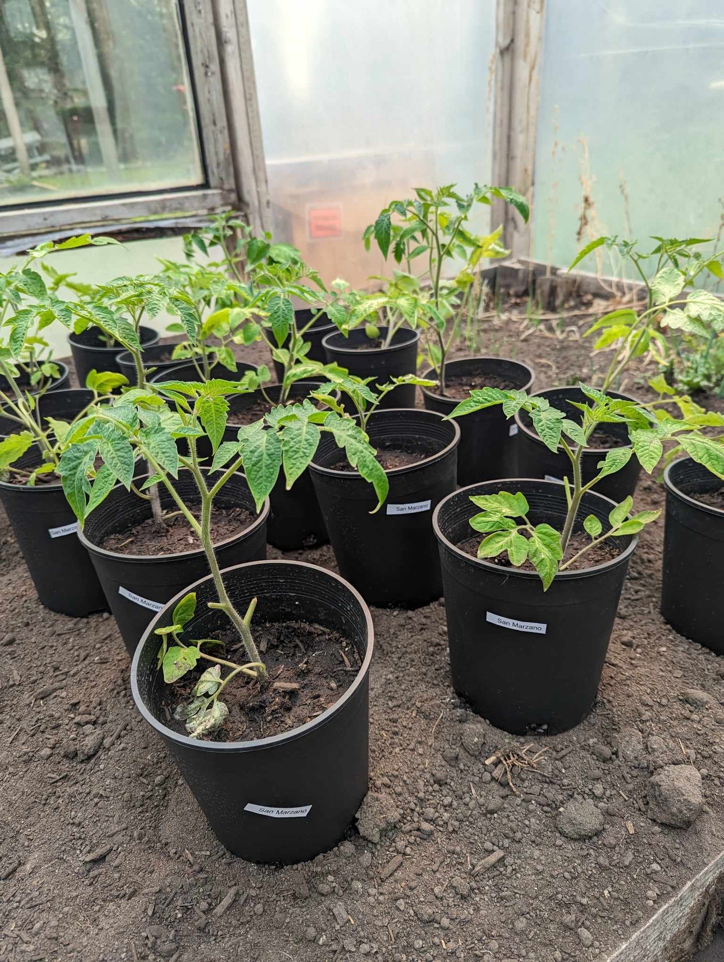 San Marzano Tomato