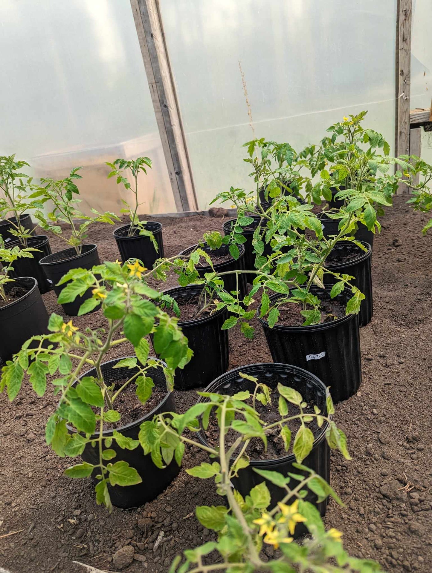 Tiny Tim Tomato