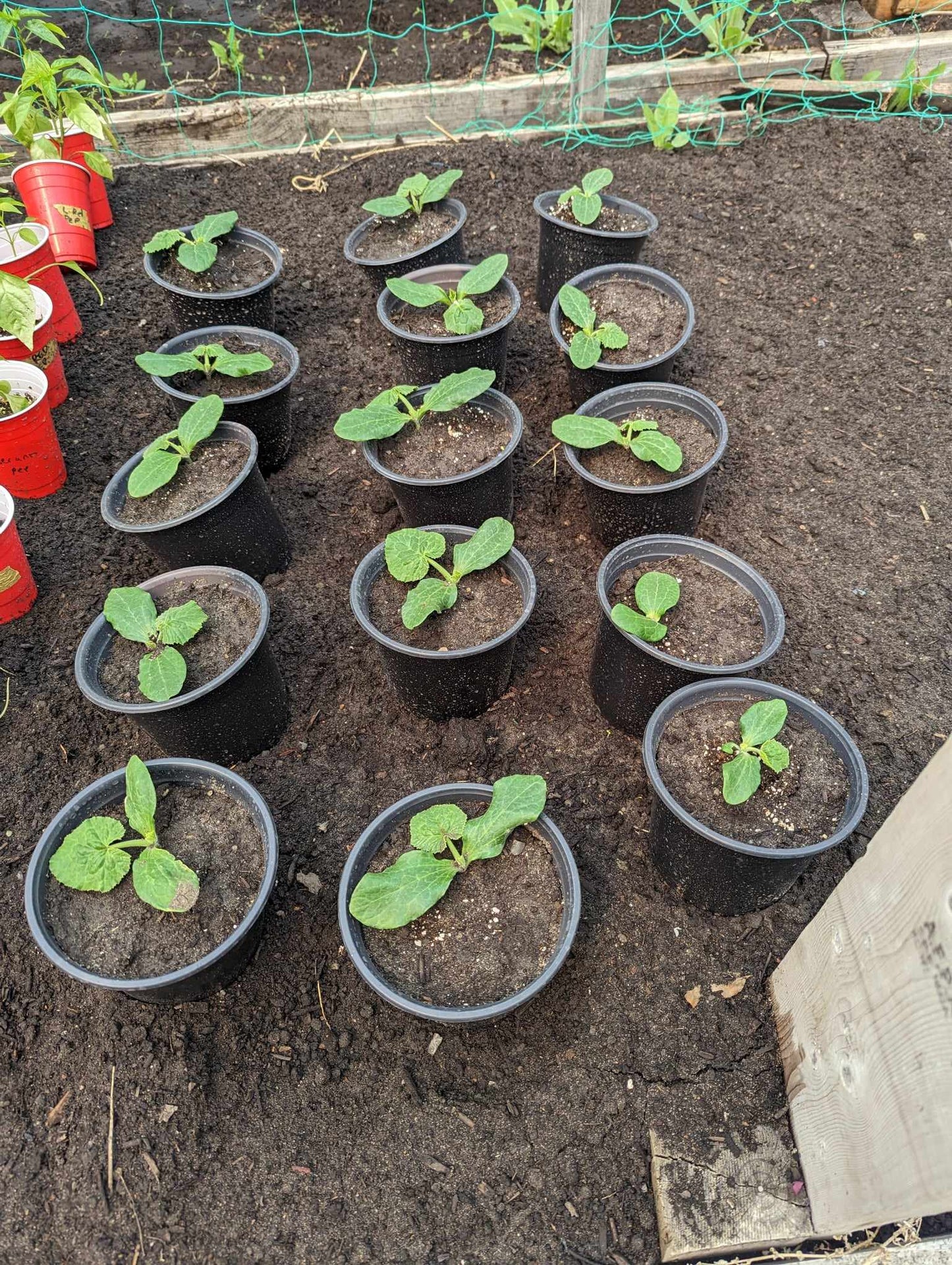 Zucchini - Dark Green
