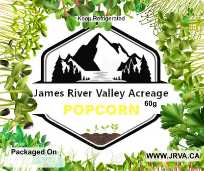 Popcorn Microgreens