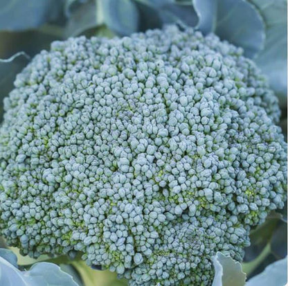 Broccoli - Broccoli - De Cicco