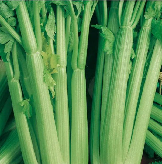 Celery - Celery - Utah