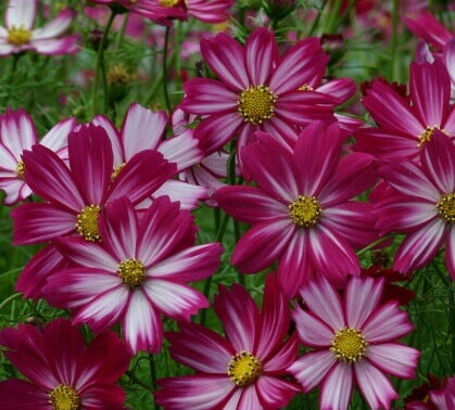 Cosmos Purple-Red-White