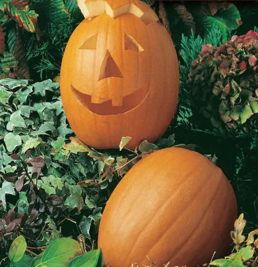 Pumpkin - Jack-O-Lantern Pumpkin