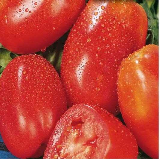Tomato - San Marzano Tomato