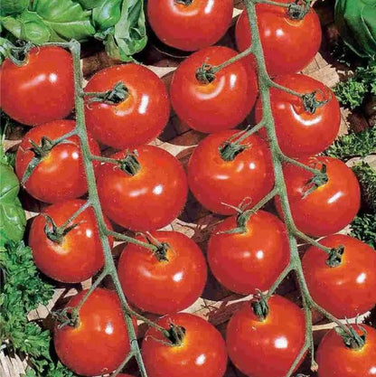 Tomato - Sweetie Tomato