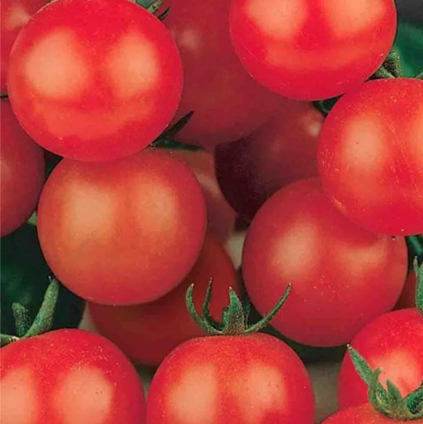 Tomato - Tiny Tim Tomato
