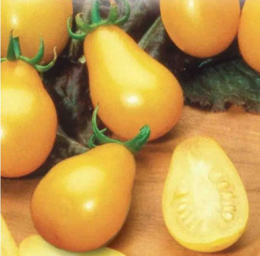 Tomato - Yellow Pearshaped Tomato
