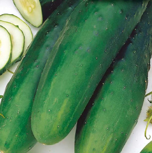 Cucumber - Straight 8-James River Valley Acreage